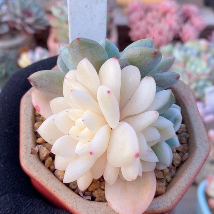 梦露锦 韩货精品