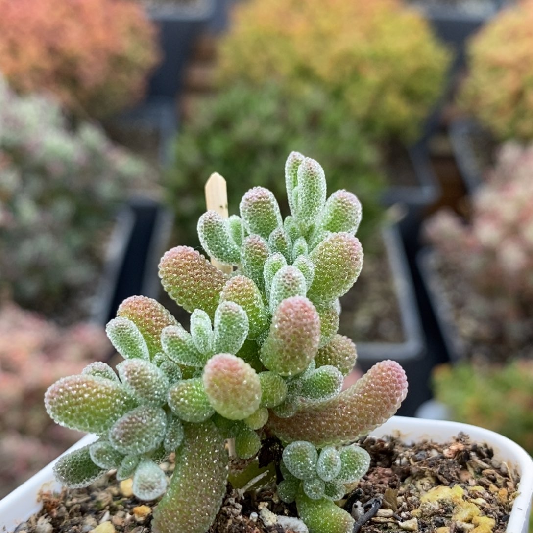 枝干优选冰晶6222枝干番杏