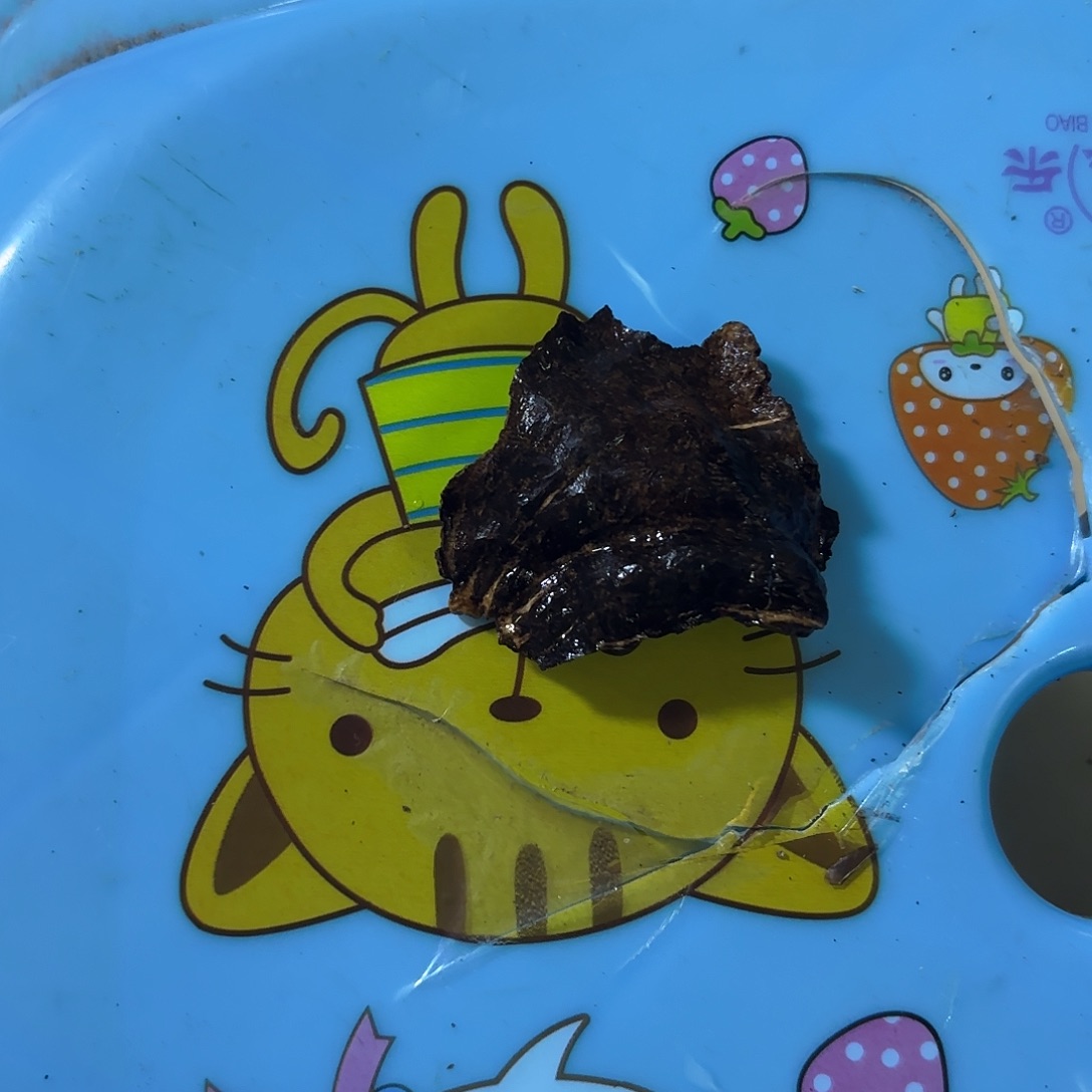 沉香沉香碎屑美**?海南包头2克