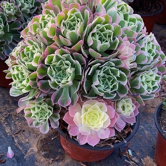 2431白凤多肉老桩小损无售后