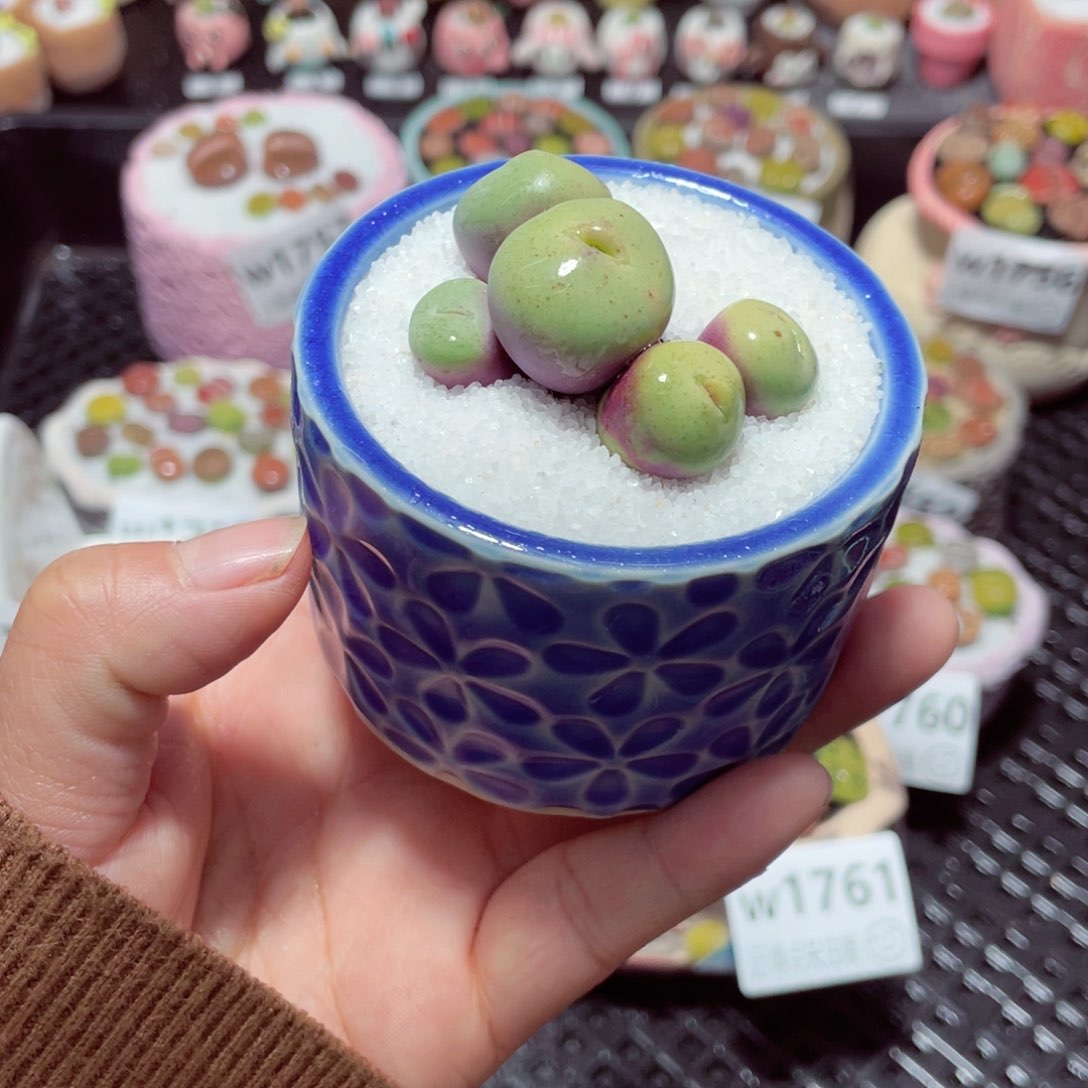 w1763 带盆土发货-零下地区拍保温箱