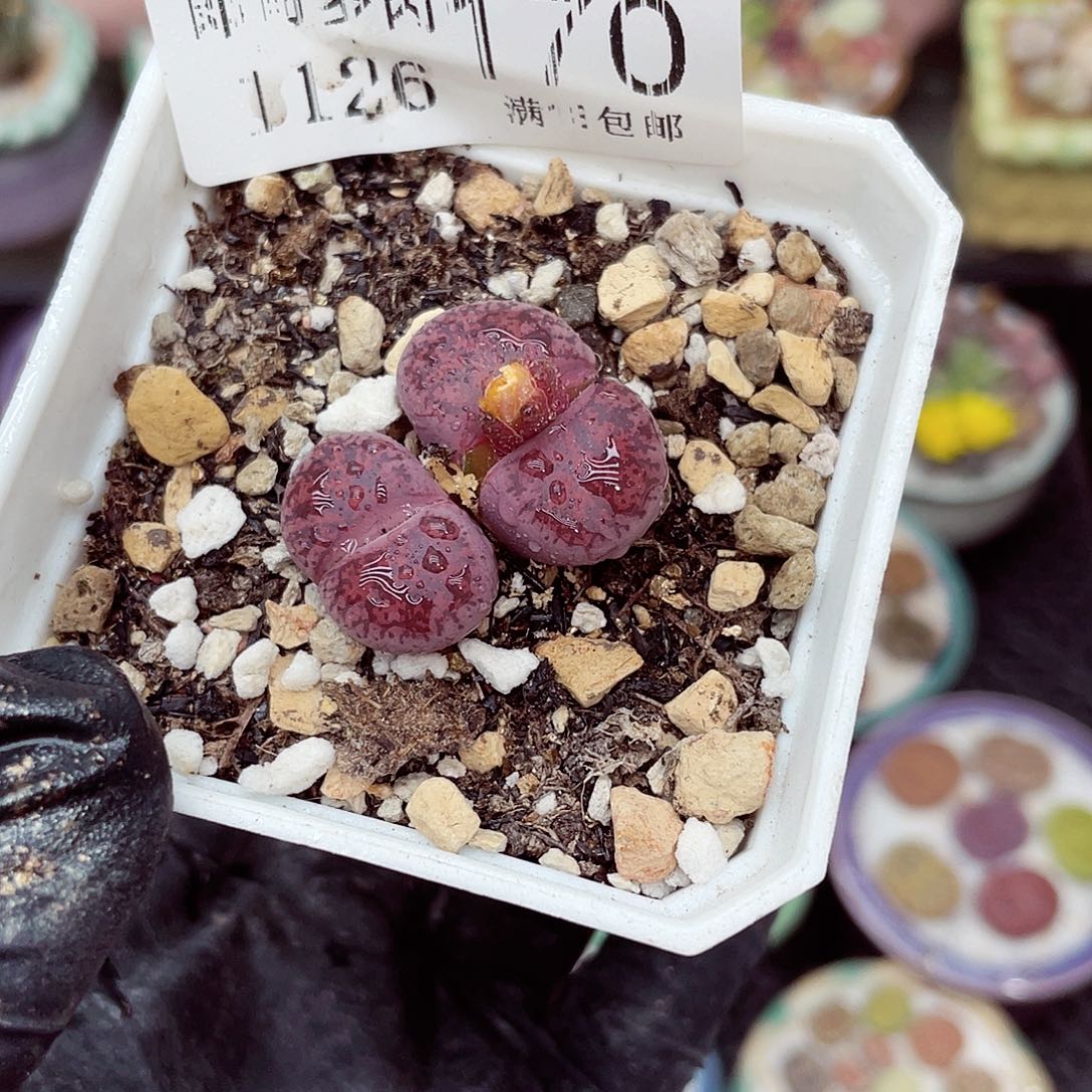 生石花满18包邮1126-170