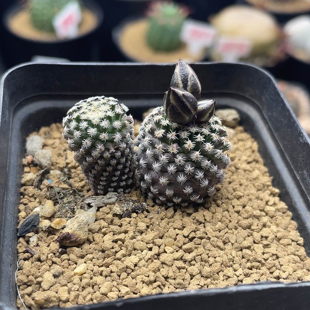 实生海胆娇丽仙人球多肉