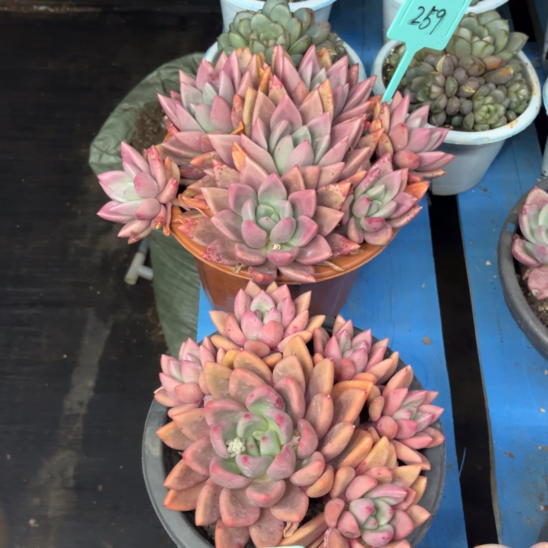 小雨多肉一物一拍桃花源