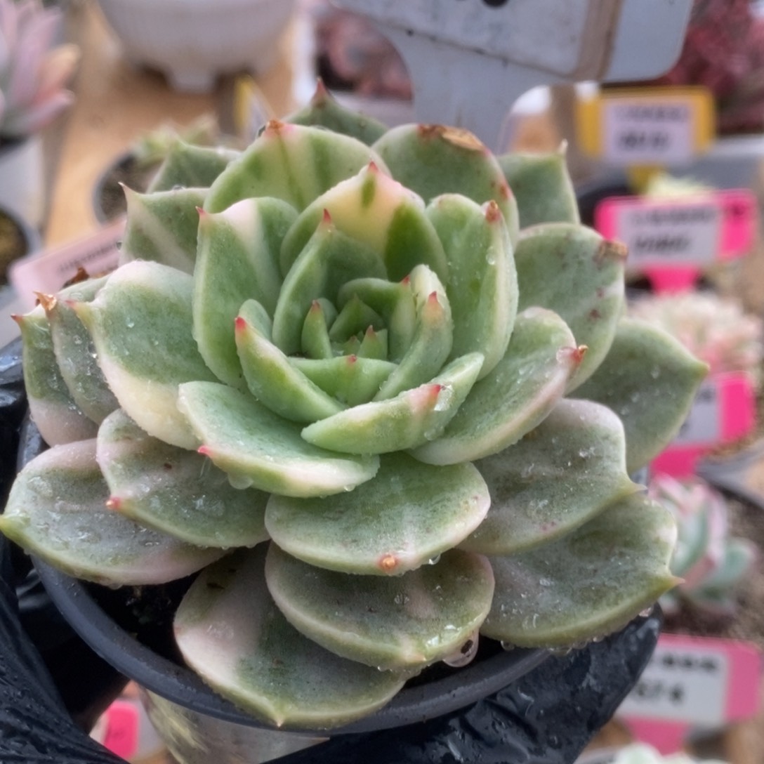 480贝加尔湖锦锦锦锦锦锦