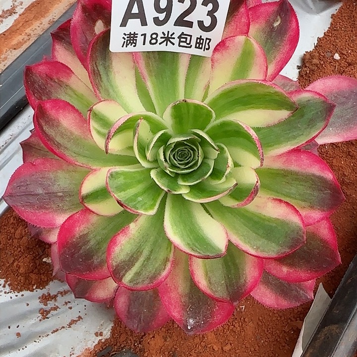 多肉法师海王朵朵