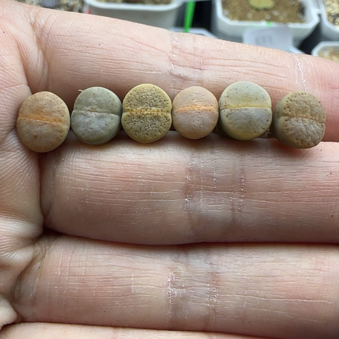 109彩色小猪皮清框福利30包邮