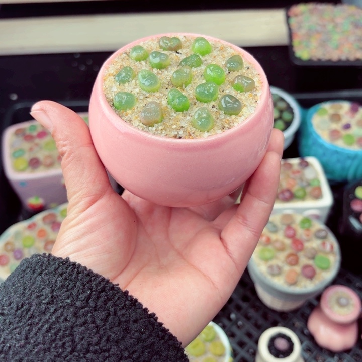 636零下地区记得拍保温箱满18包邮