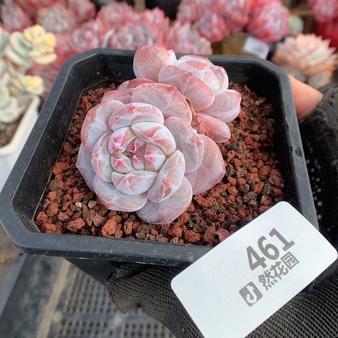 461星影多肉植物6666