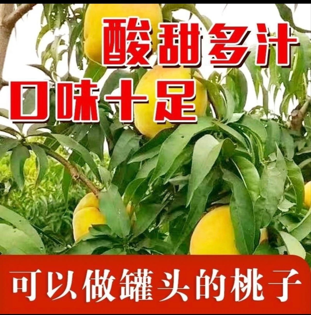 【现摘先发】 砀山83现摘黄桃新鲜应季水果  黄桃罐头专用果