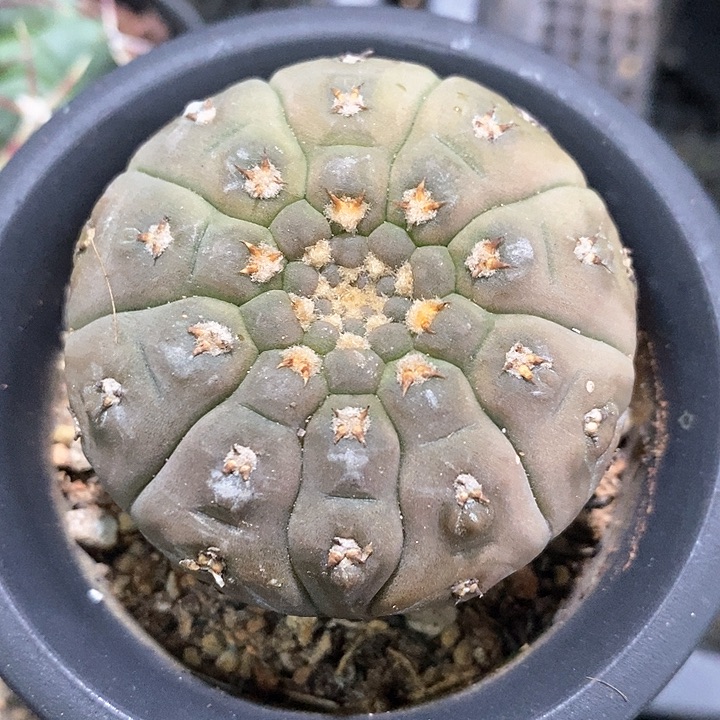 孤品实生超短豪刺怪龙丸5cm