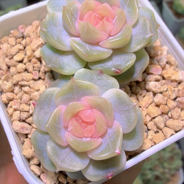 宫花玉簪双头多肉