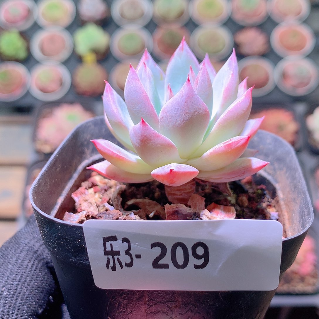 乐然3-209 粉蓝鸟