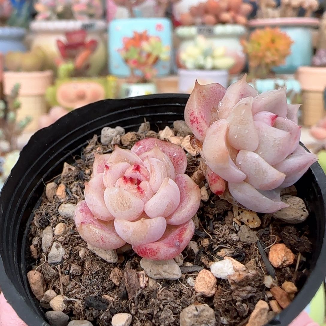 福利 飘枝天鹅绒 一物一拍