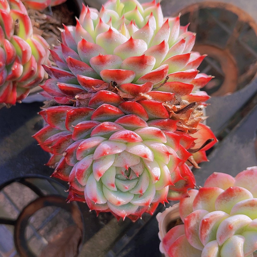 水晶玫瑰10.5公分99999999