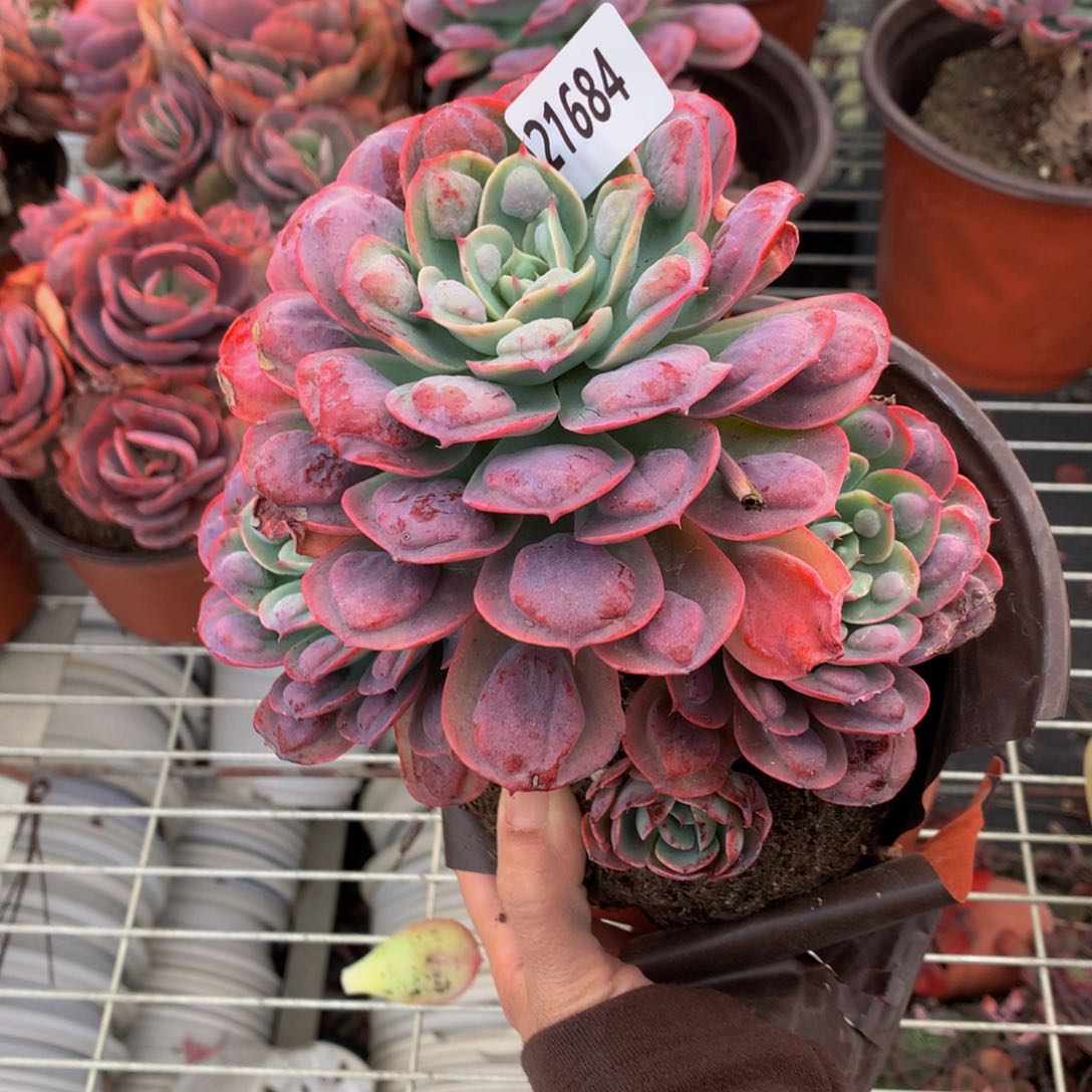 21684雨滴嗯嗯真的要好