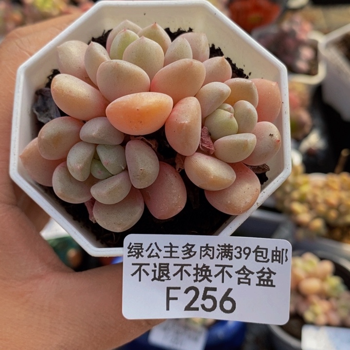 粉桃花5cm256多肉植物