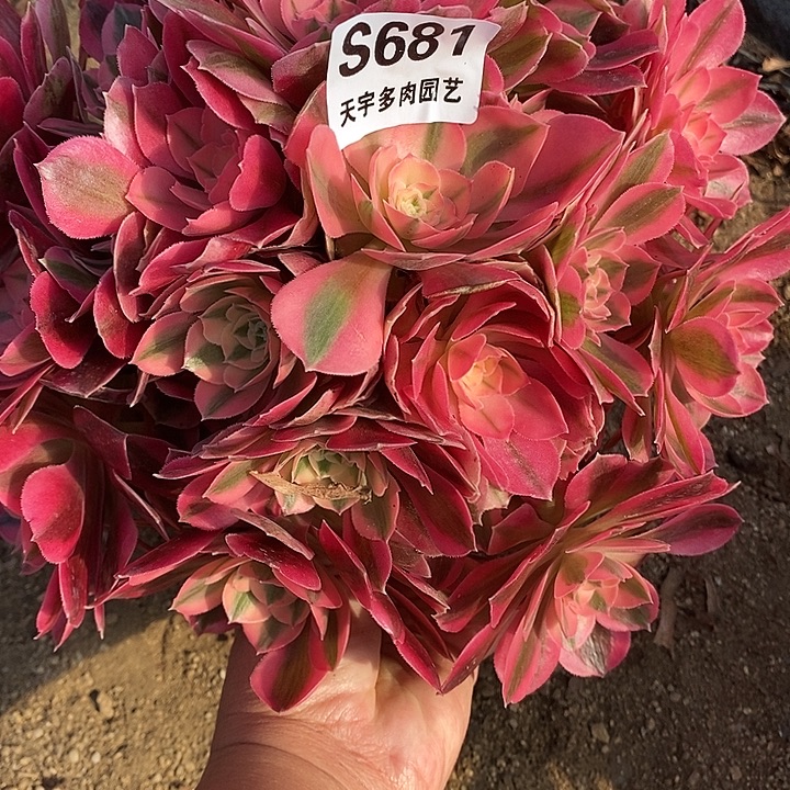 多肉植物女巫681多肉