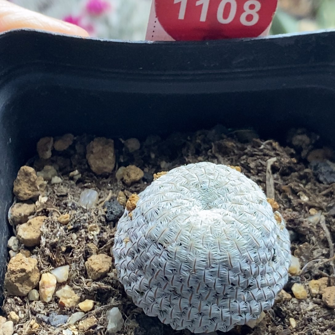 实生白斜子2.9cm一棵仙人球