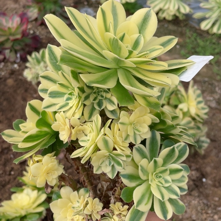 862雪连有砍多肉12345678