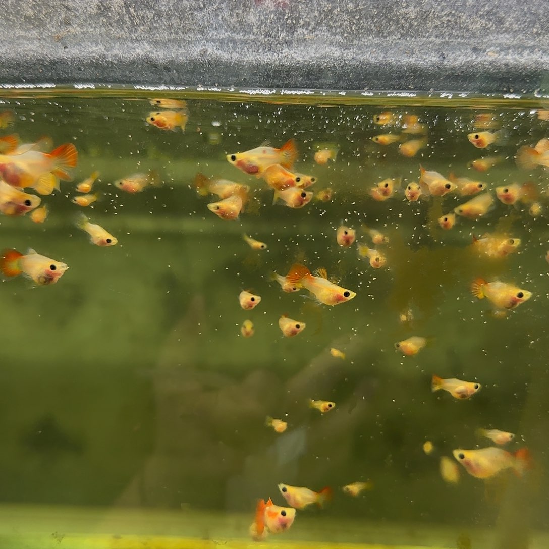 孔雀鱼银河琉璃玻璃猫压成10条随机