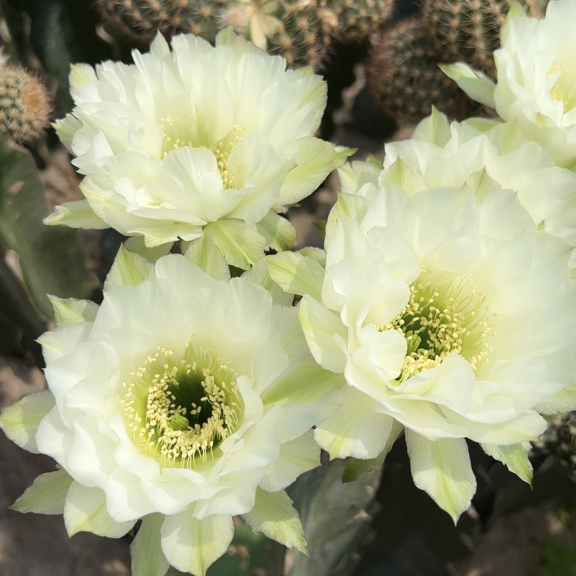 开花仙人球 静静 黑金刚 两单包邮