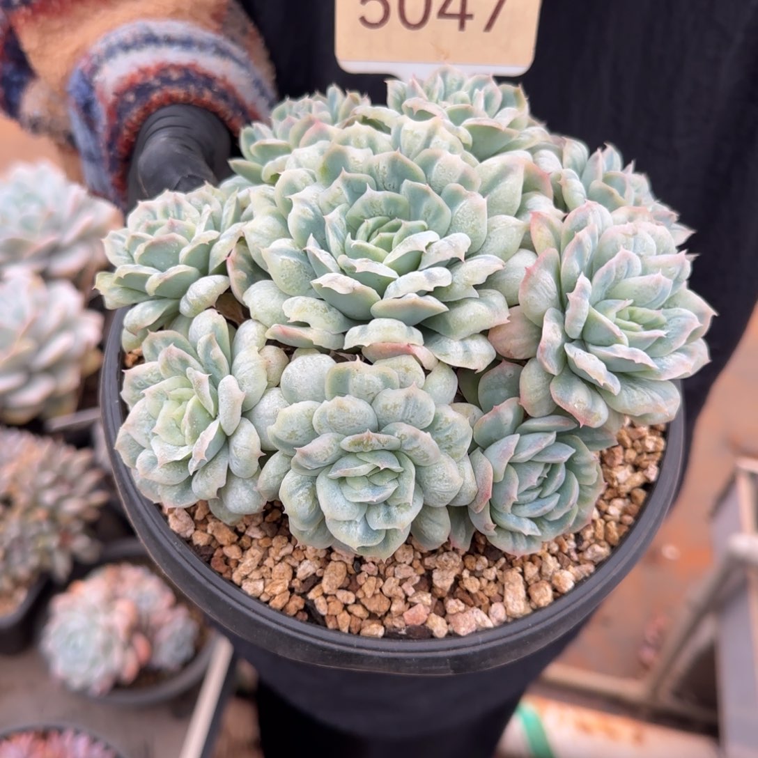 *****5047。     泡泡纱裙手捧