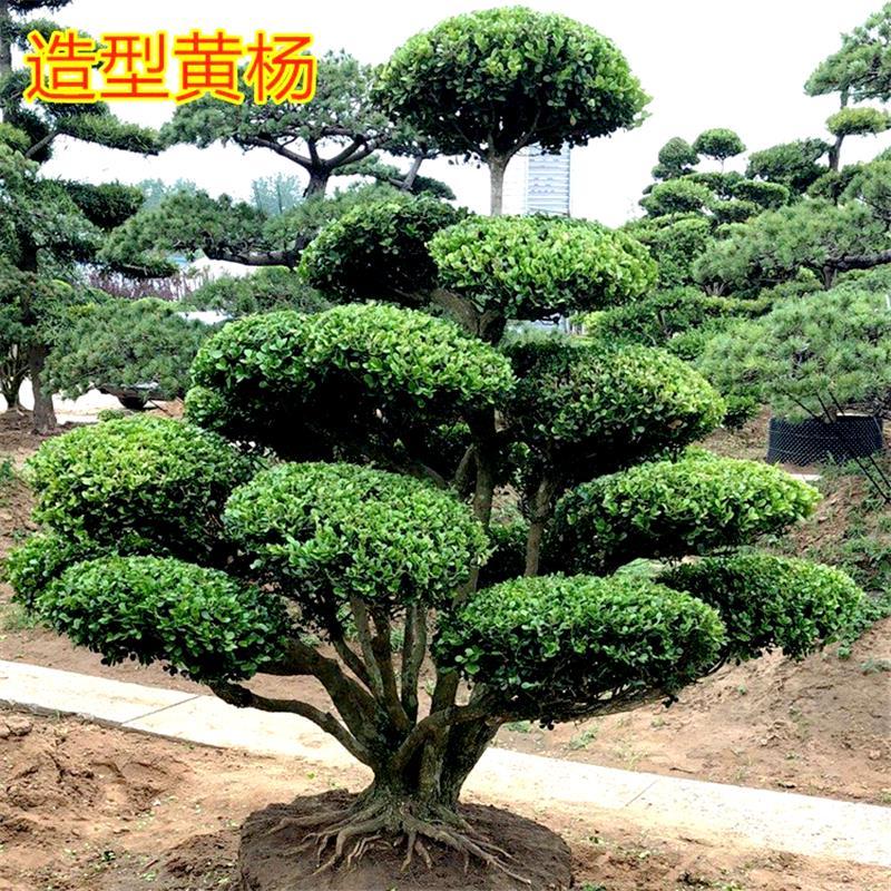 小叶瓜子黄杨庭院豪宅别墅景观造型对话树黄杨树盆景大型绿植