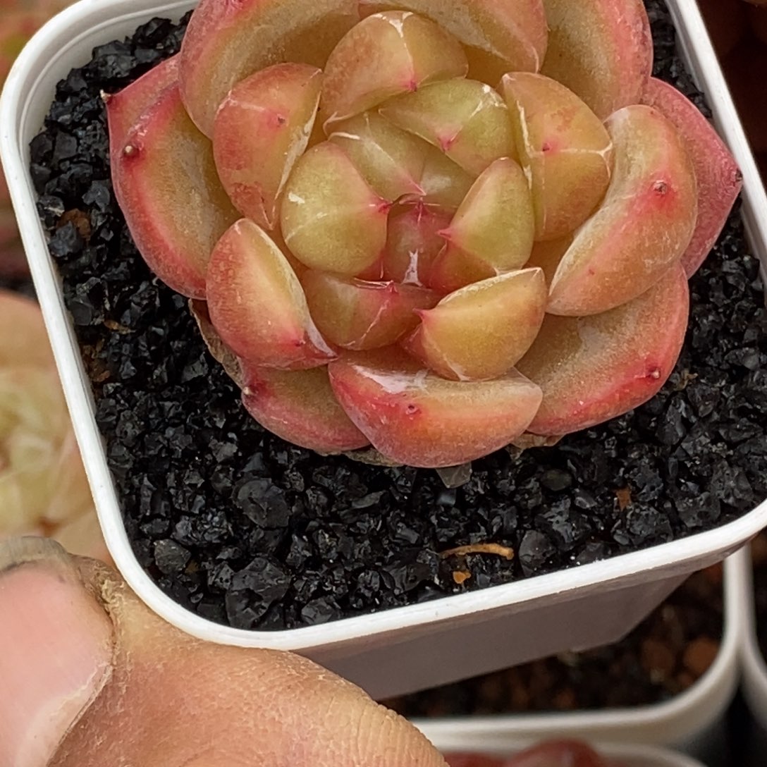 天官赐福百无禁忌