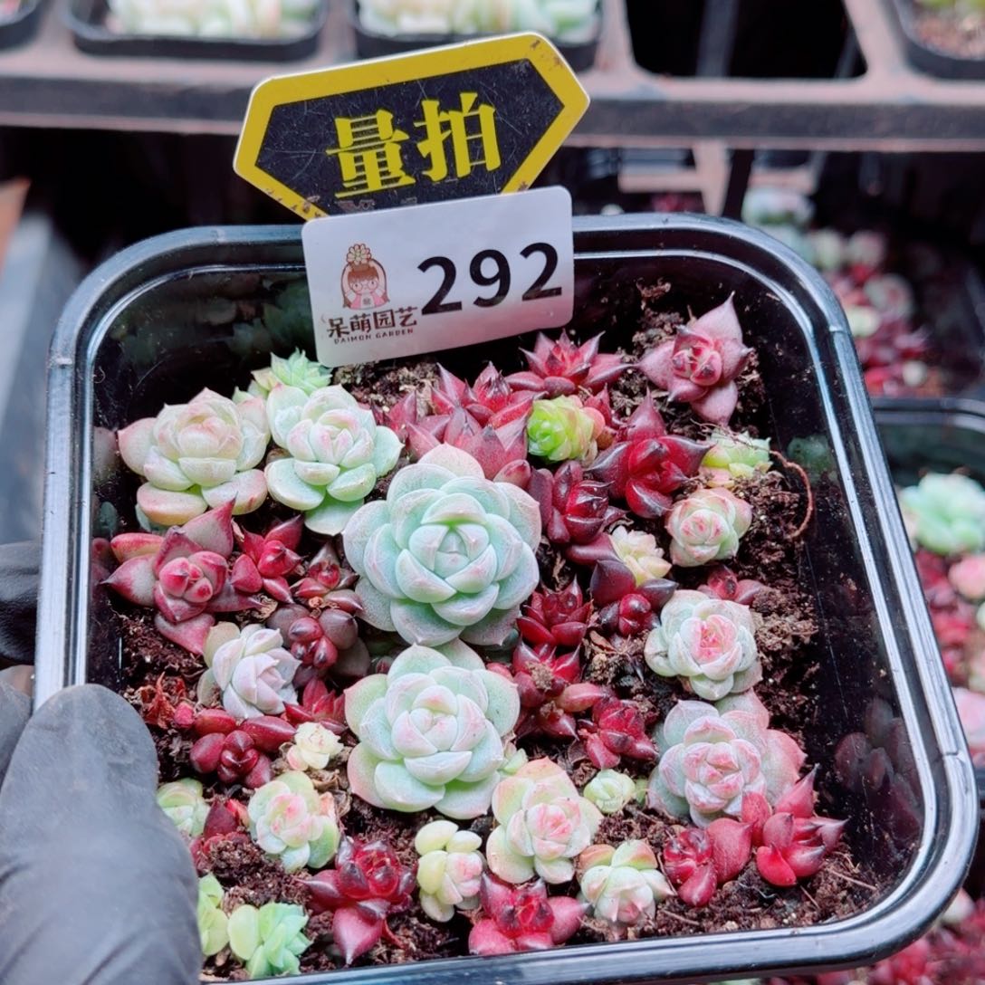 多肉植物多肉植物