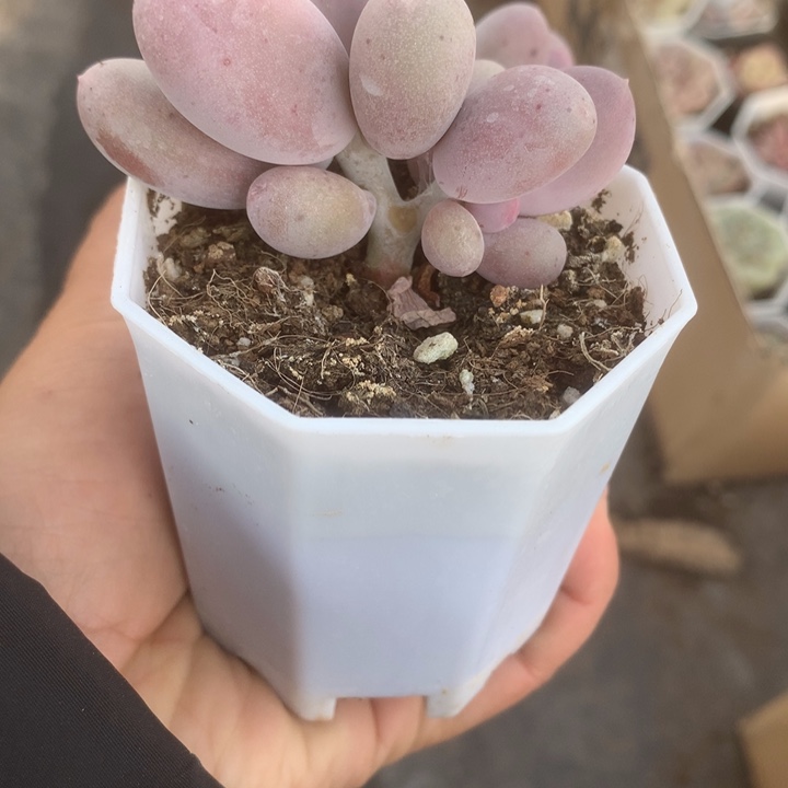 米可 双。一物一拍。包邮