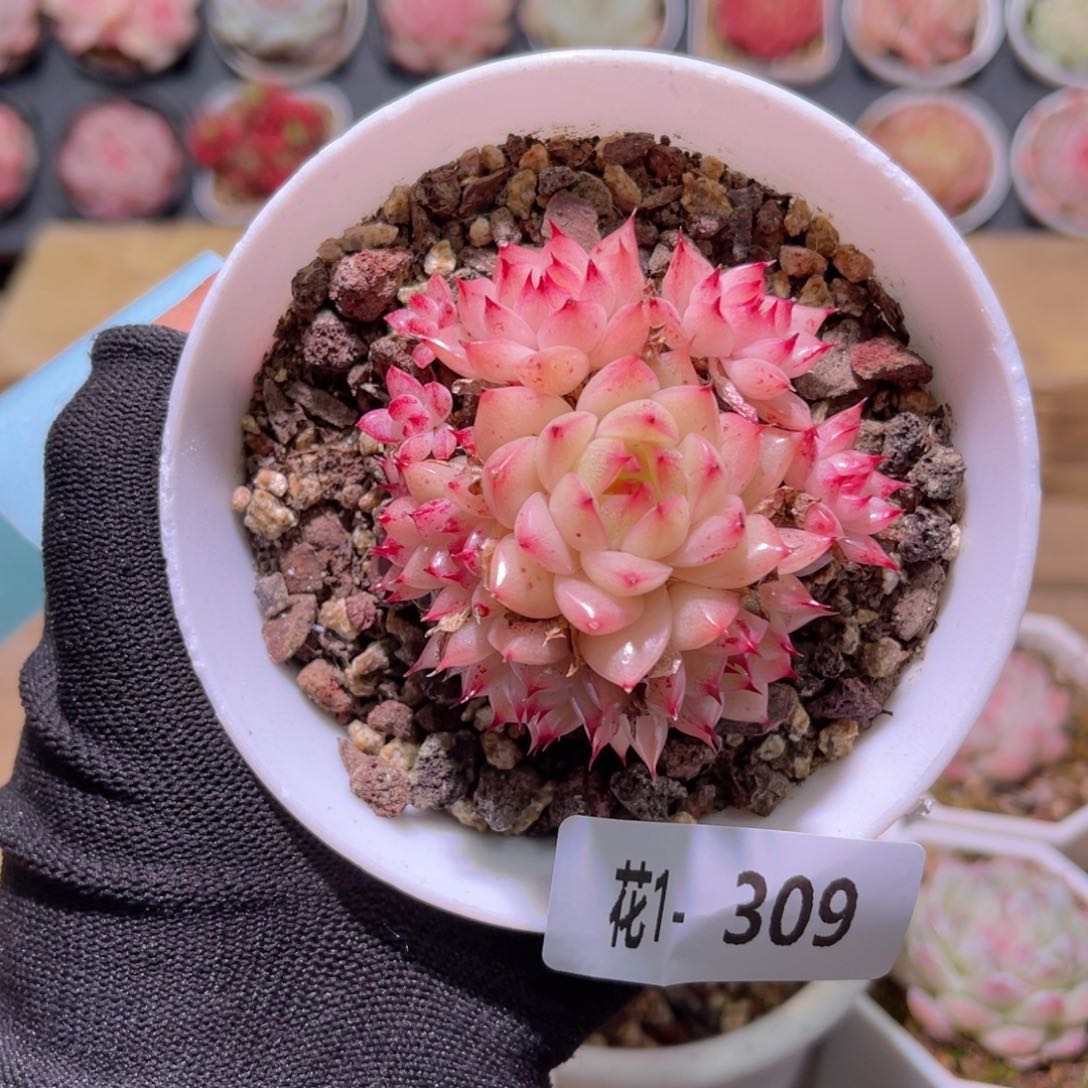 花01-309海王群生