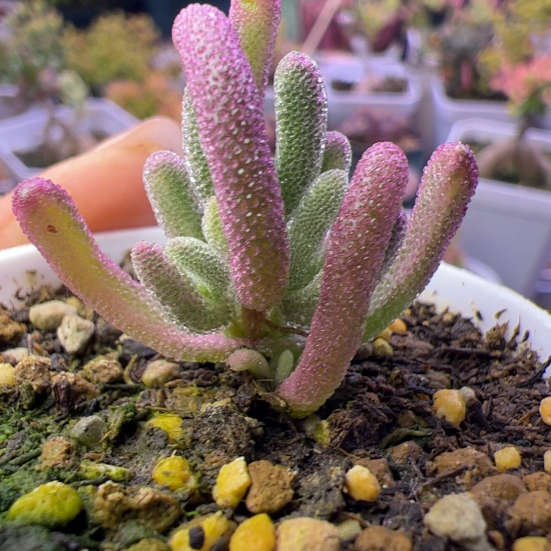 多肉植物枝干超紫