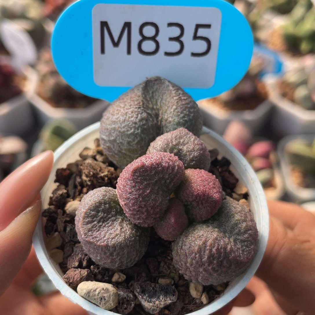 ?**?   水蜜桃。  835。  