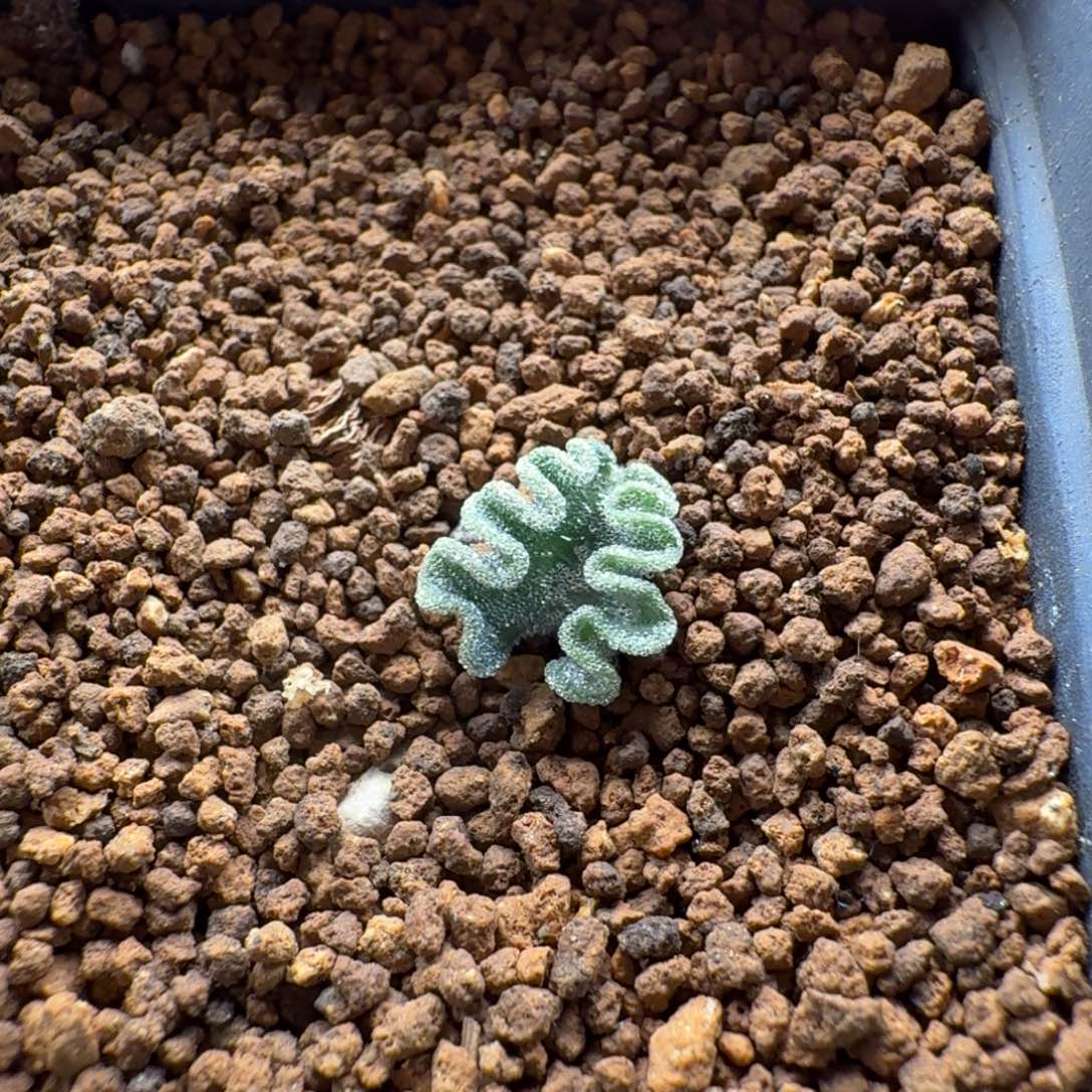 冰晶海带740 仙人球