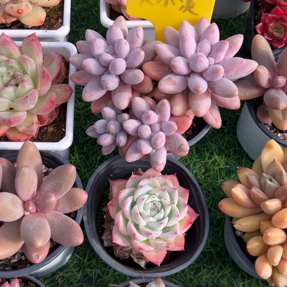 粉色恋人多肉植物