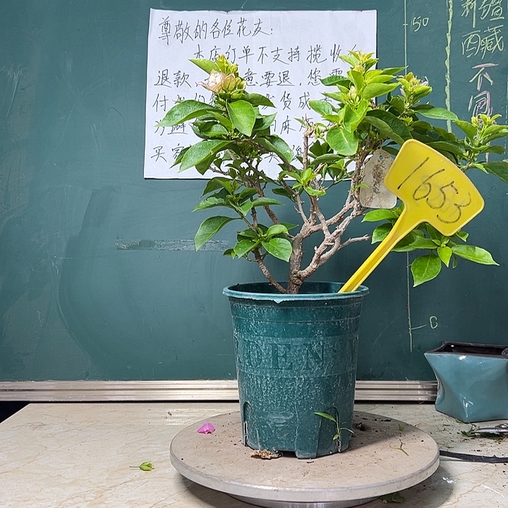 完全开放 粉天使 原生小树头 1653