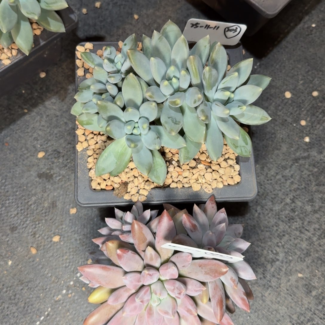 心***一物一拍双十一场黄胖哥特萝莉203/272