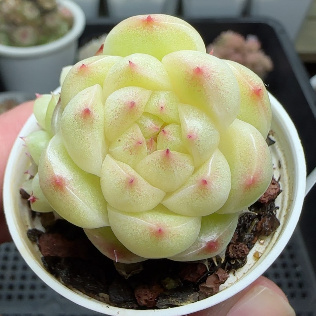 0119-177包子麦秆