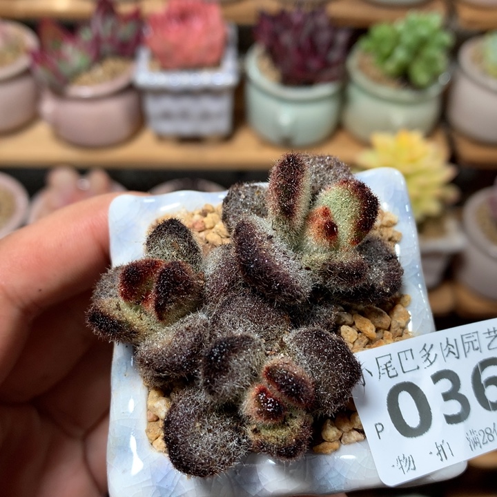 小尾巴多肉园艺5CM迷你拇指盆栽P036