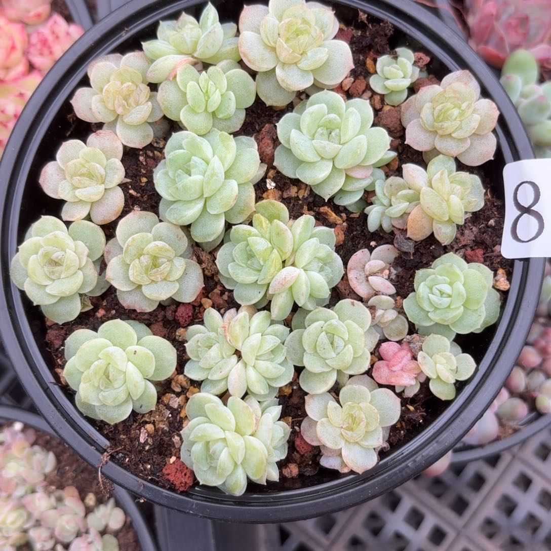 多肉植物多肉植物845