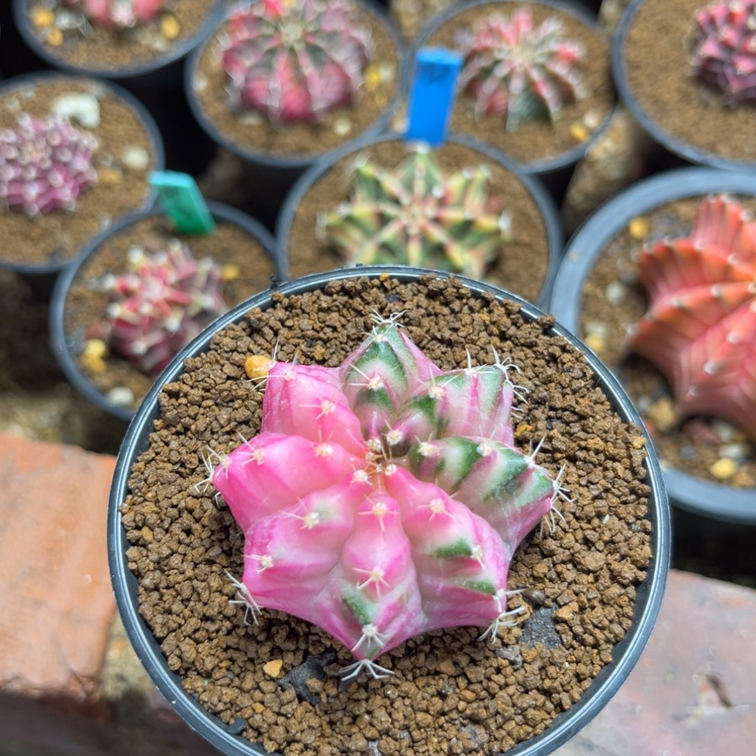 泰系实生白锦米哈A71