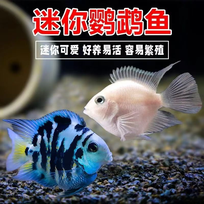 迷你鹦鹉鱼观赏鱼活体淡水鱼苗宝蓝白金品种可繁殖好养热带鱼