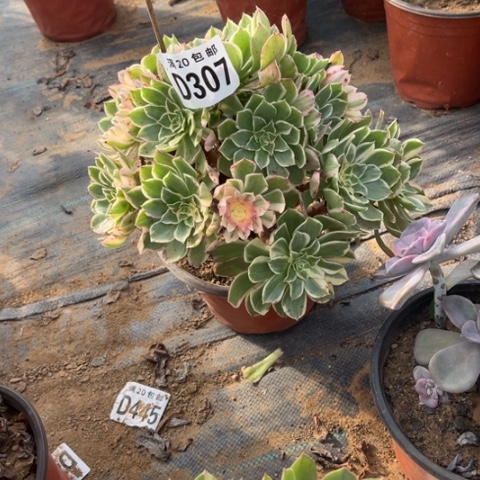 307海王不包断枝