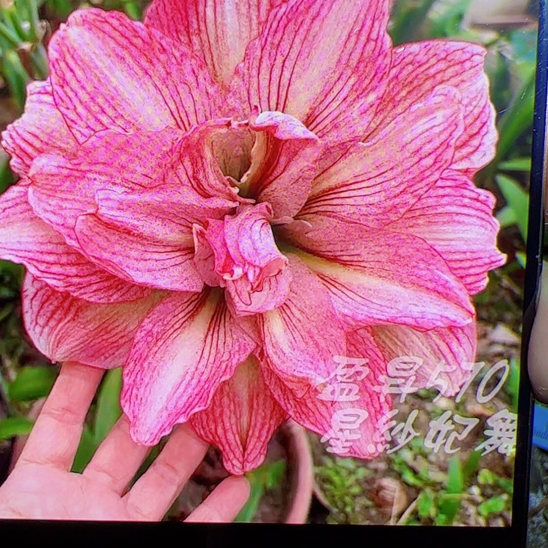 朱顶红570切球3cm+