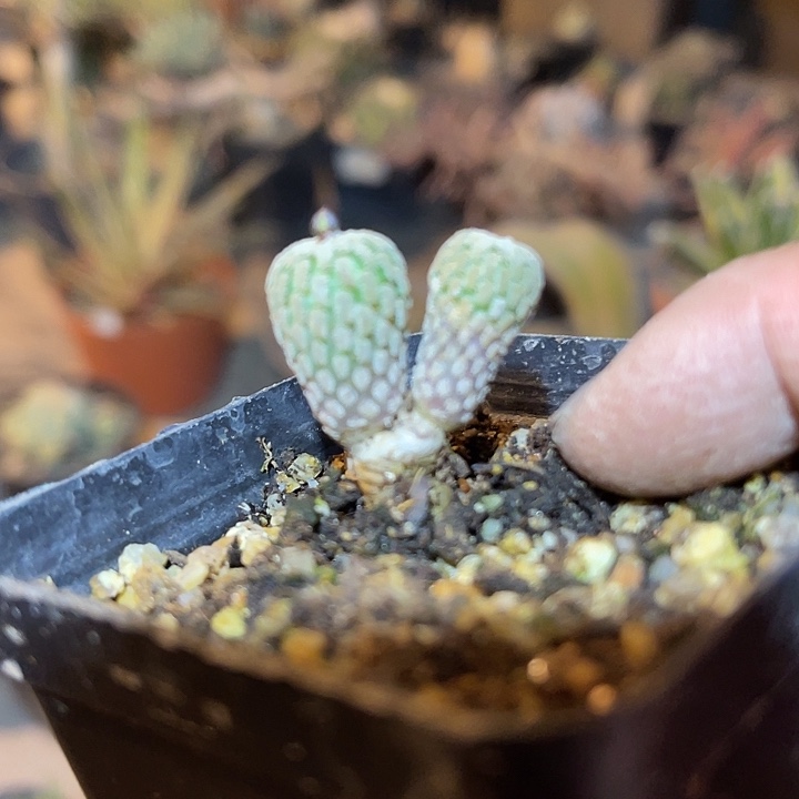 满38包邮2天凑单，脱土晾根发货多肉植物实生赤花精巧殿