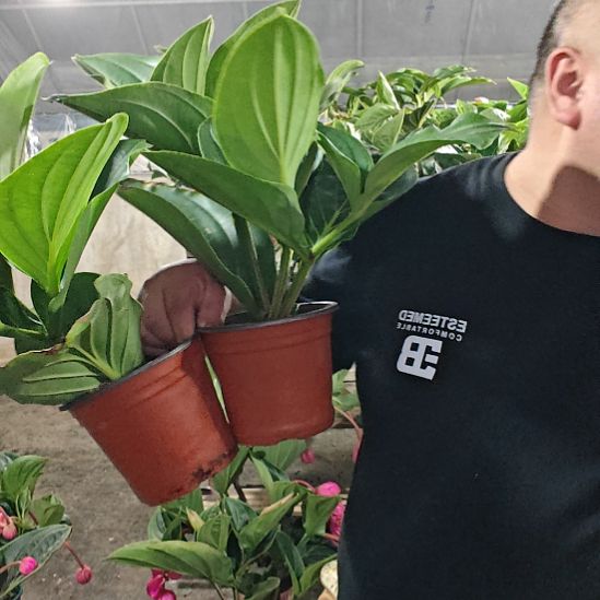 阿***萍无花朵宝莲灯花基地发货