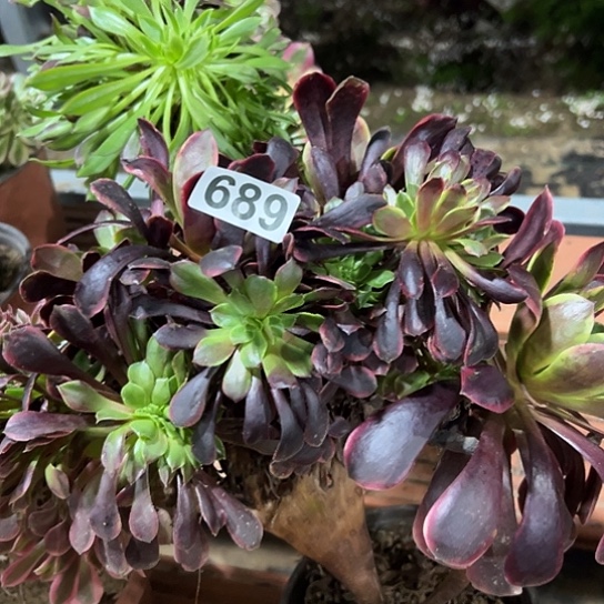 清***月多肉植物一个欧嘉莉