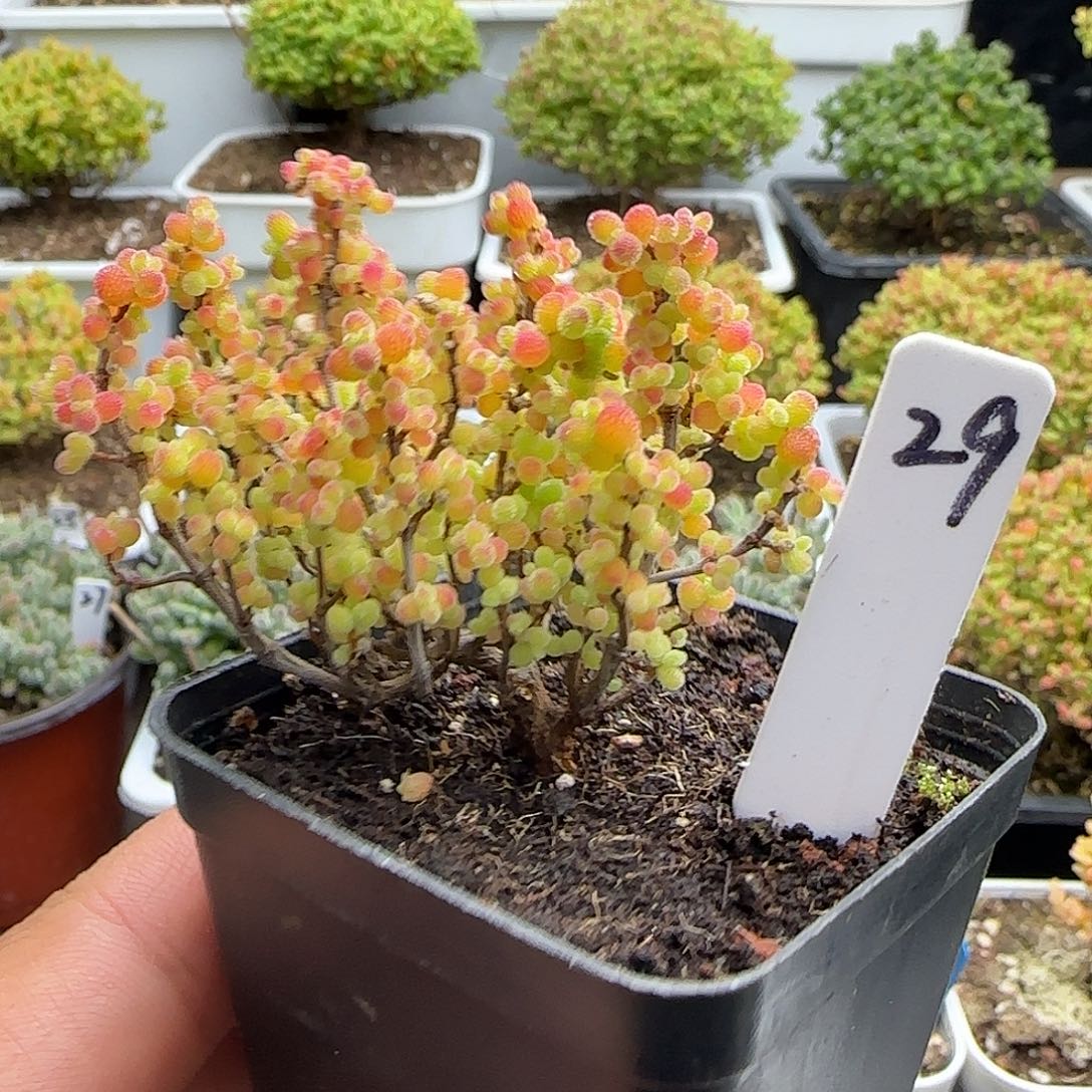 蜜橘糖球一物一拍