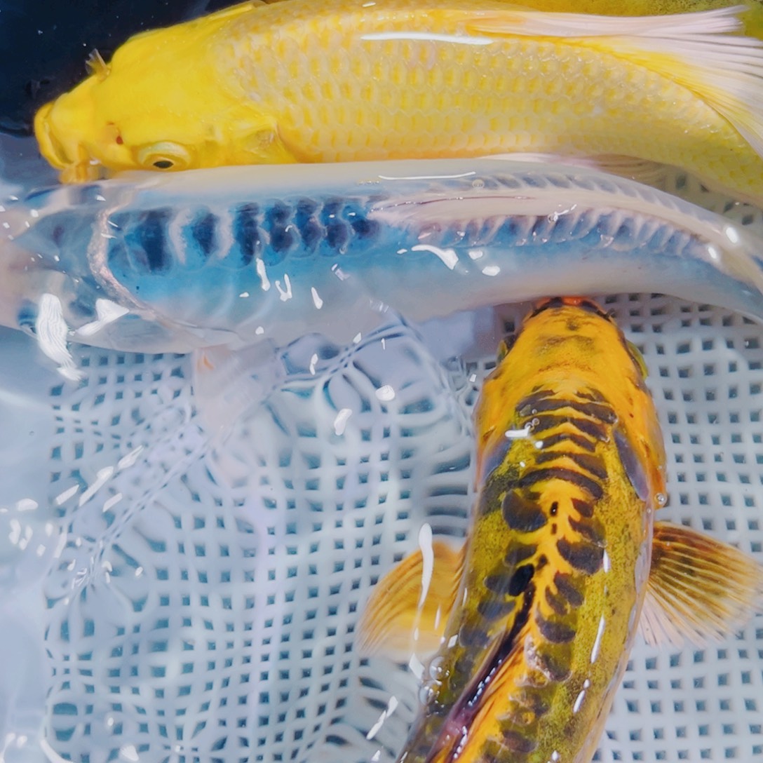 锦鲤锦鲤冷水观赏